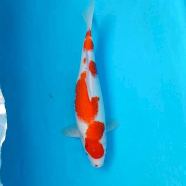 BKS ( KOHAKU 33 CM )