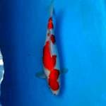 BKS ( KOHAKU 33 CM )