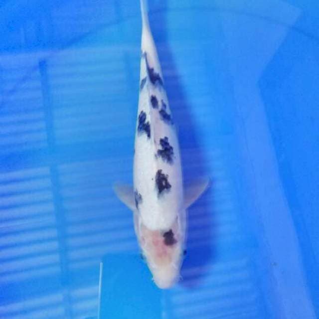 Bekko 26cm