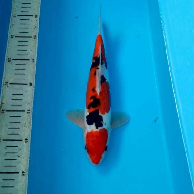 BKS ( SANKE DOIT 28 CM )