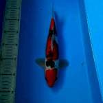 BKS ( SANKE DOIT 28 CM )