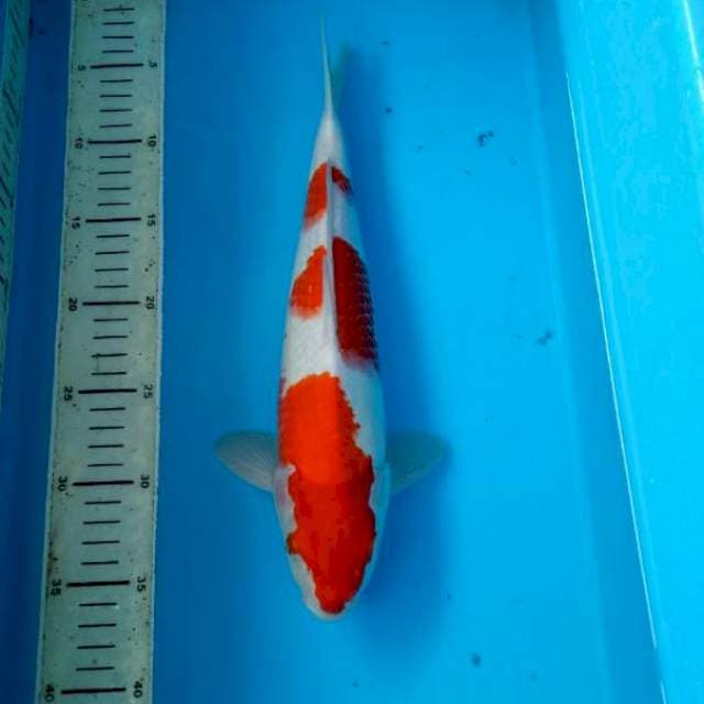 BKS ( KOHAKU 32 CM )
