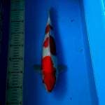 BKS ( KOHAKU 32 CM )