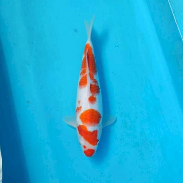 BKS ( KOHAKU 33 CM )