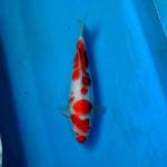 BKS ( KOHAKU 33 CM )