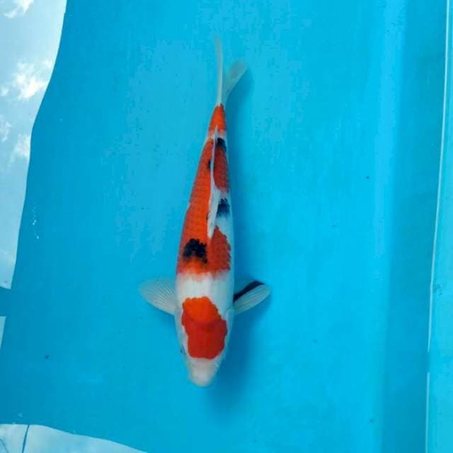 BKS ( SANKE 30 CM )