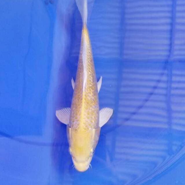 Karasi 29 cm