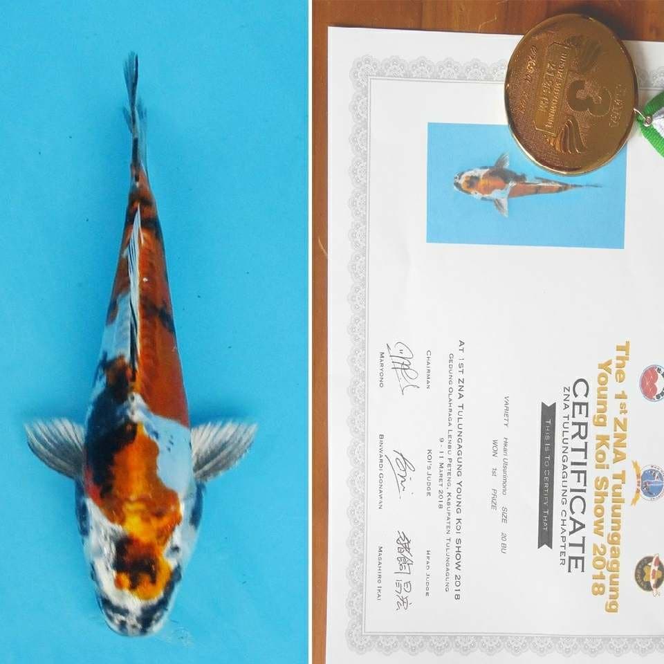 Hikari utsurimono juara 1 zna size 20 Bu