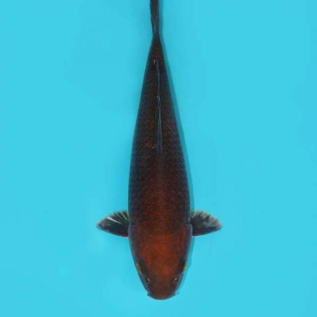 CHAGOI TEMBAGA 32 CM