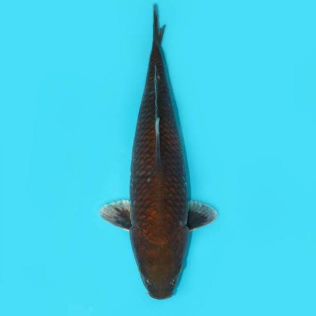 CHAGOI TEMBAGA 32 CM