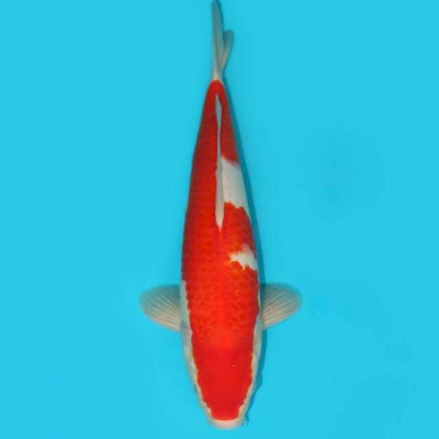 KOHAKU 34 CM