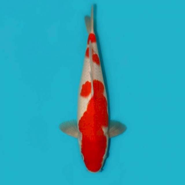 KOHAKU 30 CM