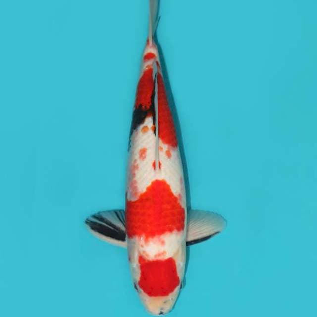 TATEGOI SHOWA 34 CM