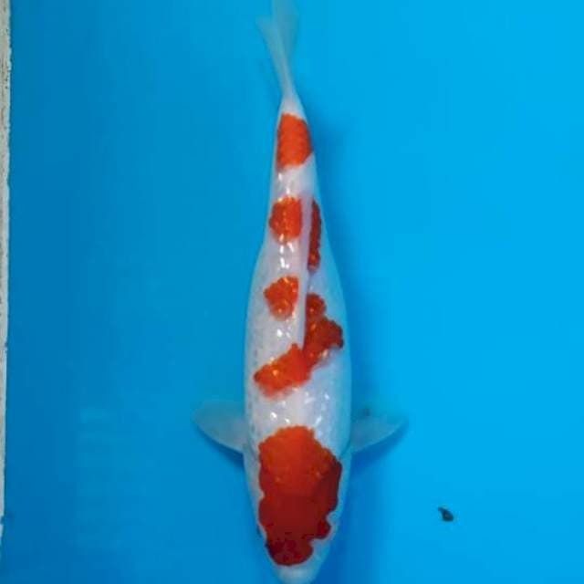 Kohaku ginrin