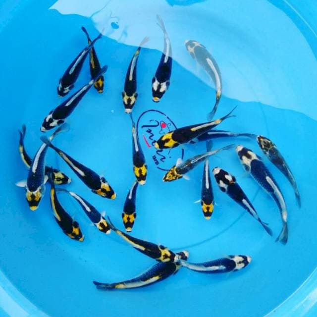 Paket kabuto 25ekor