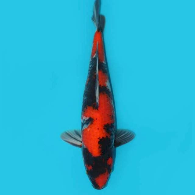 Showa 40 cm