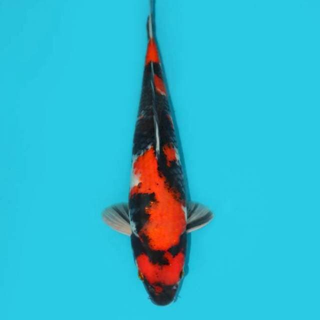 Showa 40 cm