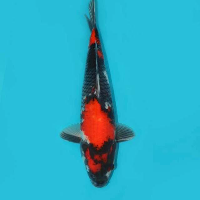 Showa 39 cm