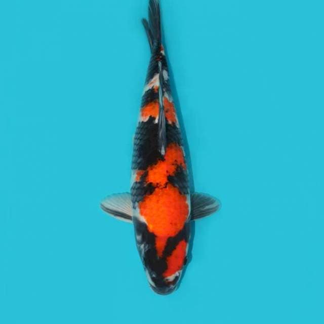 Showa 40 cm