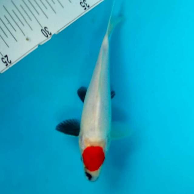 1. TC SHOWA #21CM