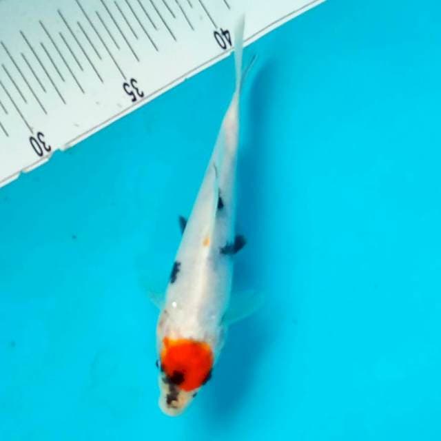 2. TC SHOWA #21CM