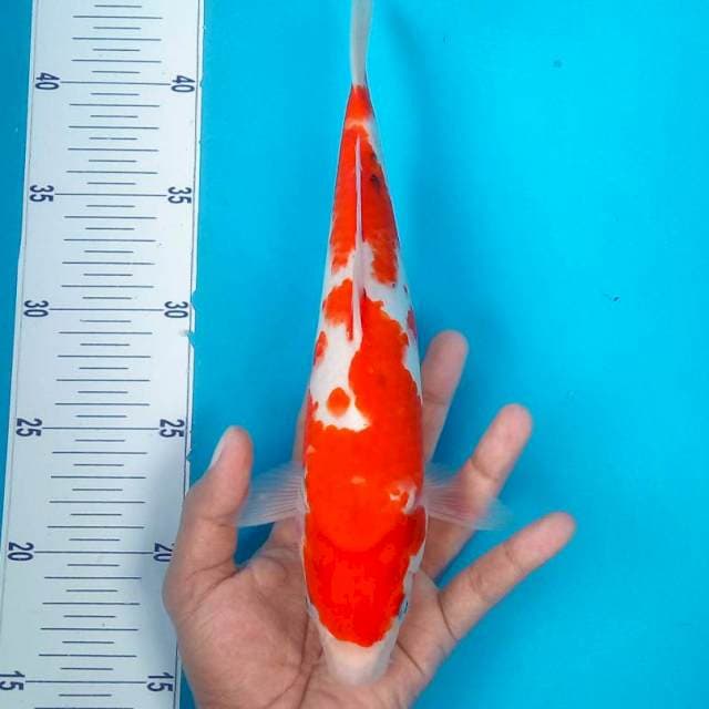 5. KOHAKU #28CM