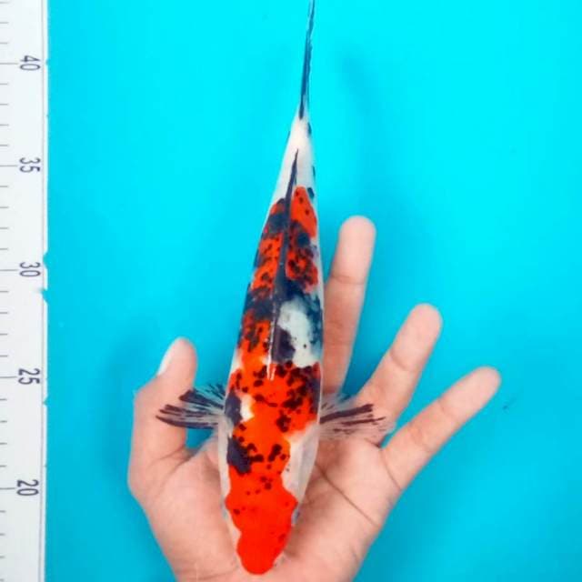 6. SANKE #26CM