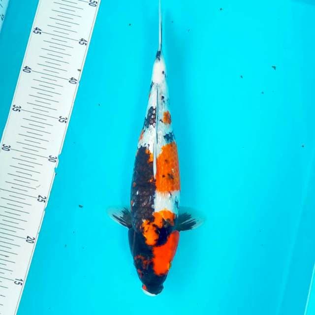 8. MOTOGORO GINRIN #35CM