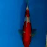 Kohaku