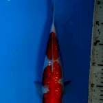 Kohaku 2