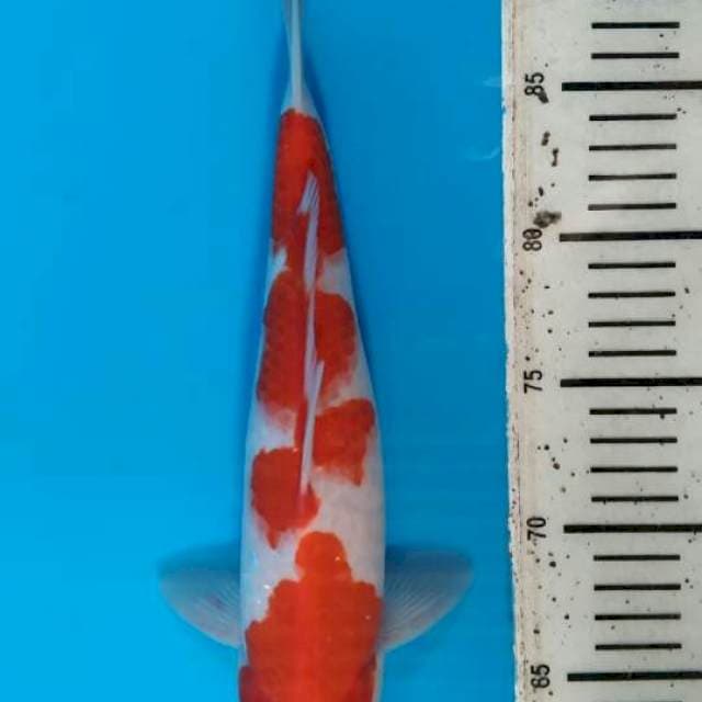 Kohaku6