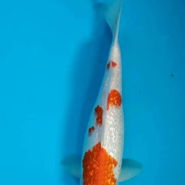 Kohaku 