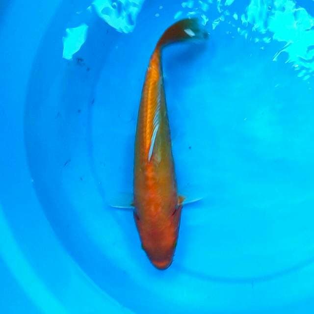 Orenji ukur 30cm