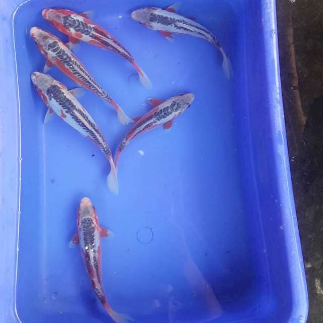 Shusui Mantab