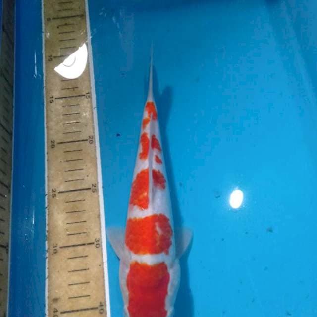 Kohaku