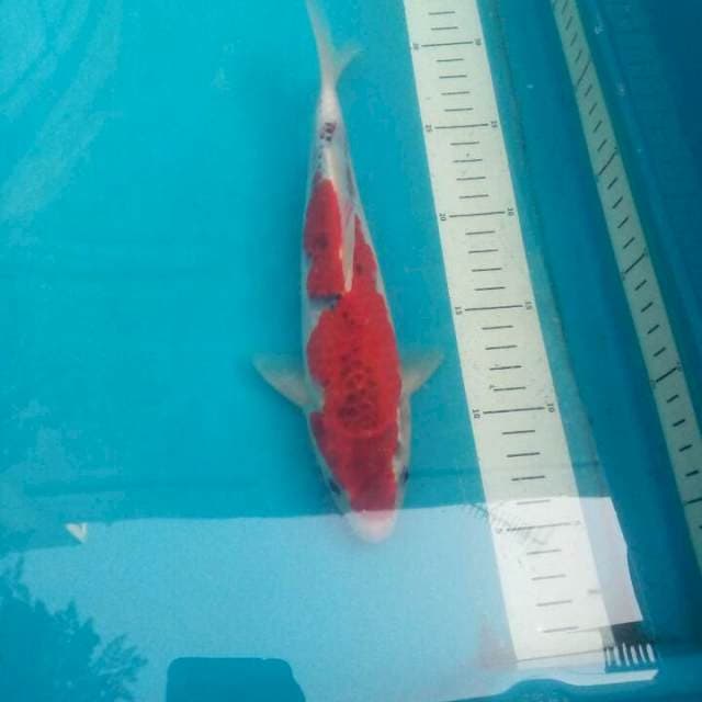 Goshiki zupah red