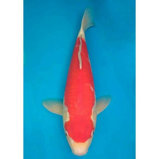 Okawa Kohaku