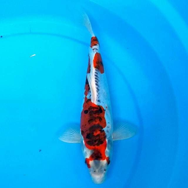 Kiko ukur 29cm