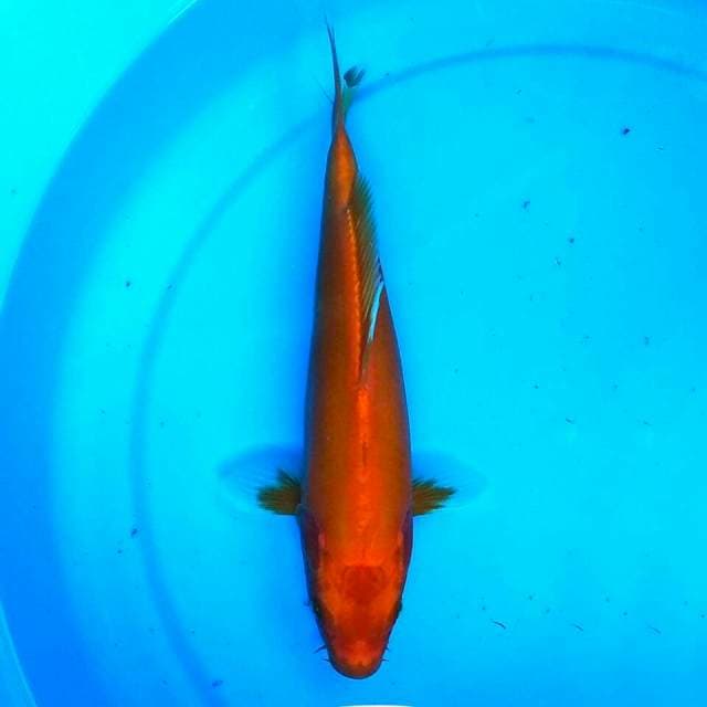 Orenji ukur 26cm