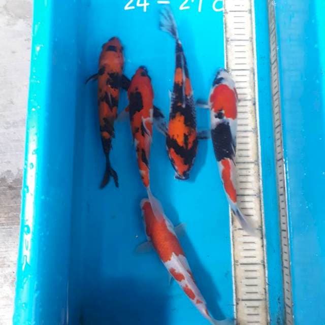 Mik 24-27cm