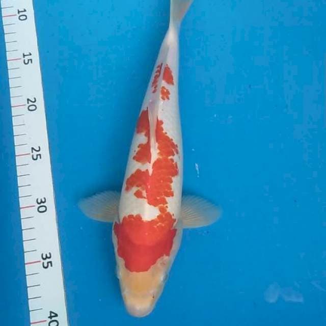 Kaneko 32cm