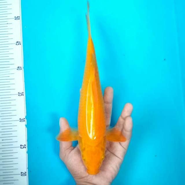 Karashi || 33cm