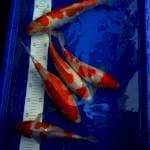 Mix Kohaku 5 item 