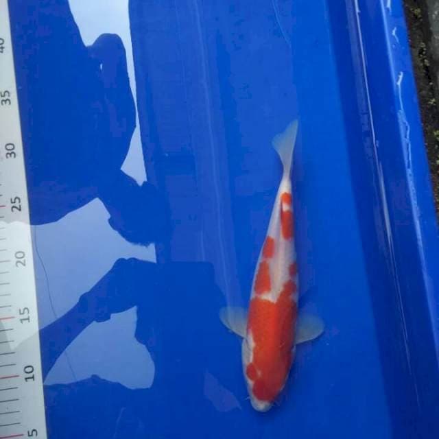 Nice Kohaku merah merona