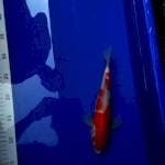 Nice Kohaku merah merona