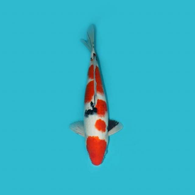 MARUTEN SANKE 35 CM