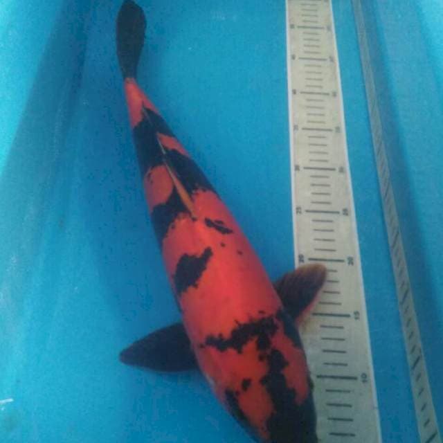 Hi Utsuri Doitsu , Jantan 46 cm