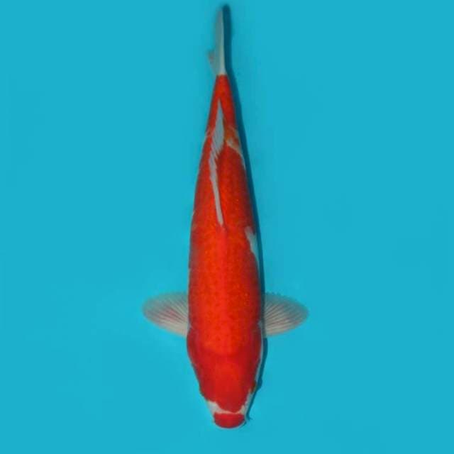 KOHAKU 36 CM