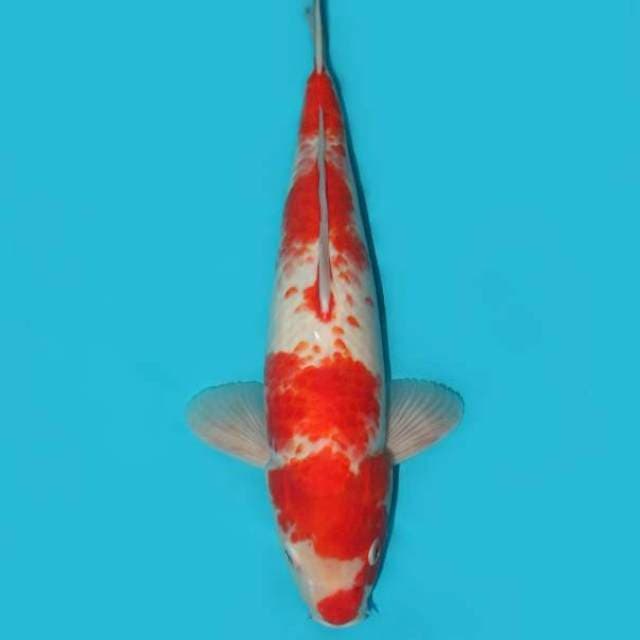 KANOKO KOHAKU 33 CM