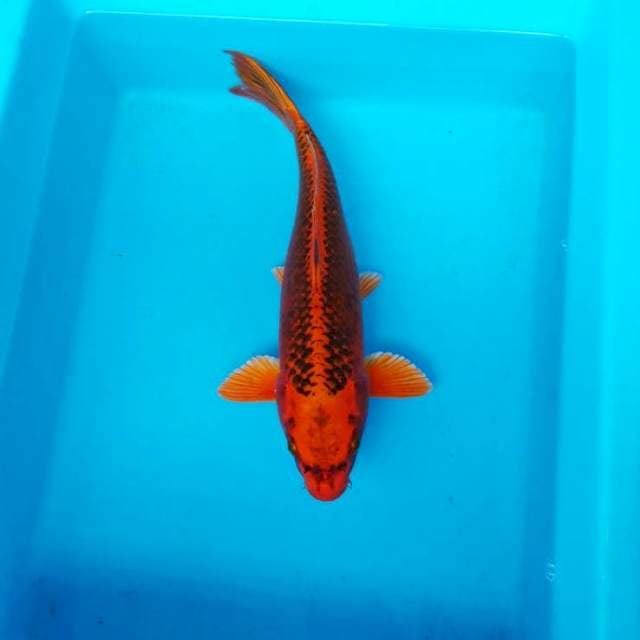 NJK - KIN MATSUBA